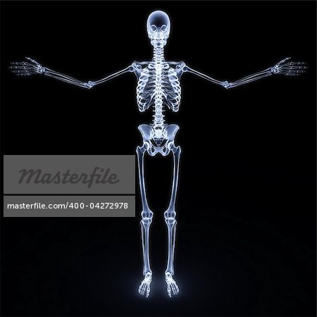 human skeleton x-ray. isolated on white