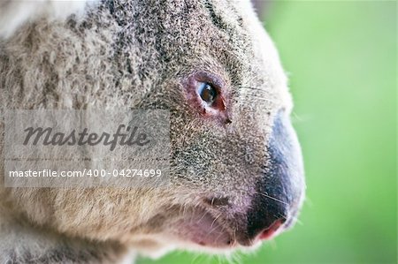 A close-up profile portrait of a wild koala