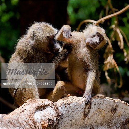 Procedures. The baboon cleans the neighbor, trying to discover and eating insects - parasites.