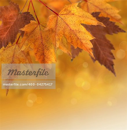 Autumn maple leaves with shallow focus background