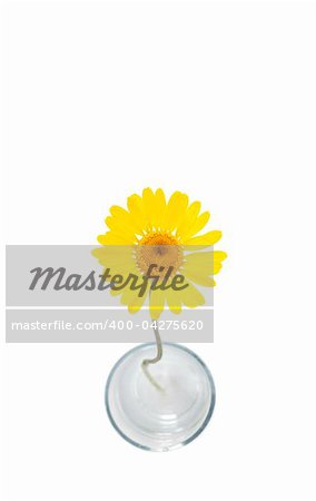 An image of a beautiful yellow flower on white background