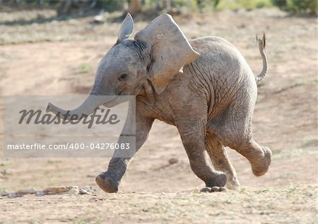 Excited baby African elephant running to a waterhole