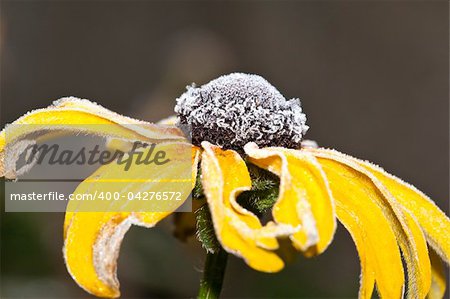 An image of an autumn icy flower