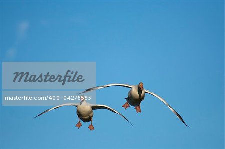 Pair of snow geese (Chen caerulescens) flying