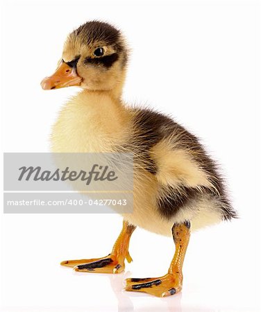 Duckling isolated on white