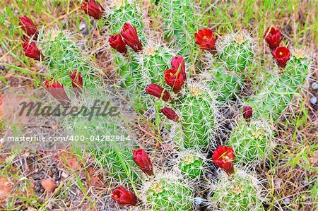 Red barrel cacti flowers blooming in Zion National Park