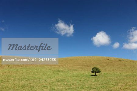 Lonely Tree on grassland at Big Island, Hawaii