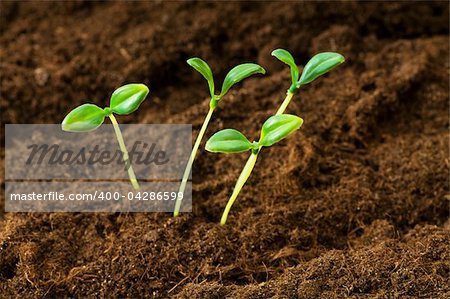 Green seedling illustrating concept of new life