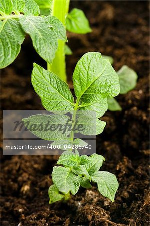 growing potato. baby plant in soil
