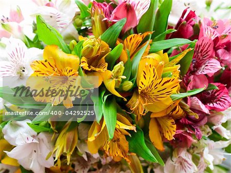 Bouquet of multicolored alstroemeria flowers from above