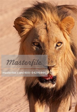 Lion (panthera leo) walking in savannah in South Africa. Close-up of the head