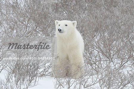 Polar bear. A portrait of a polar bear close up.