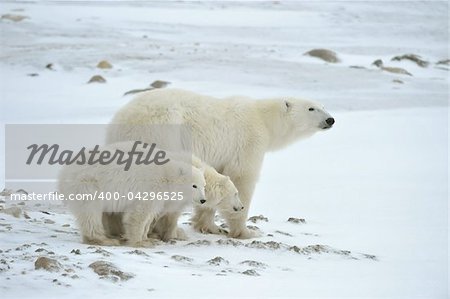 Polar she-bear with cubs. The polar she-bear  with two kids on snow-covered coast.