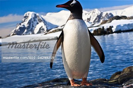 penguin on the stone coast of Antarctica, mountains in the background