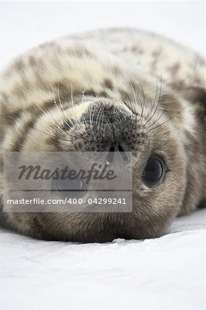 Baby seal close to mom. Antarctica