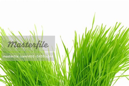 Isolated green grass on a white background