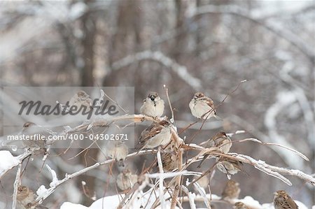 Many sparrows on the tree with ice