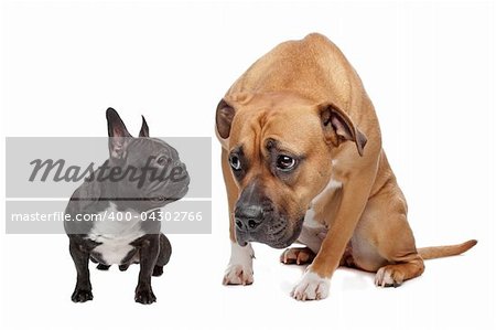French Bulldog and a Staffordshire on a white background