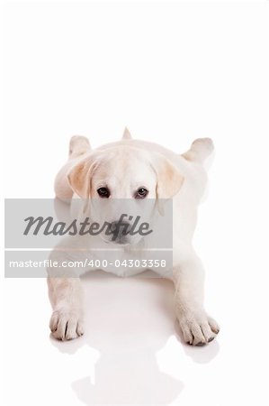 Beautiful labrador retriever cream puppy isolated on white background