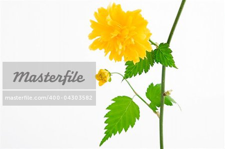 a branch of yellow flower on white background