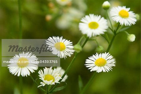 close-up of  chamomile flowers on green natural background