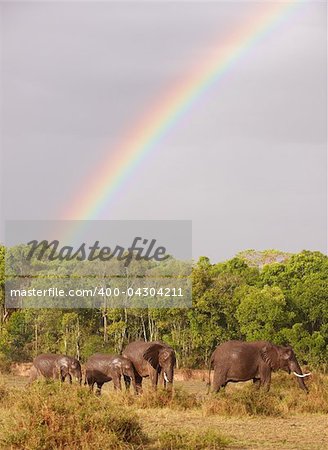 Large herd of Bush Elephants (Loxodonta africana) walking in savanna under a rainbow in the nature reserve in South Africa
