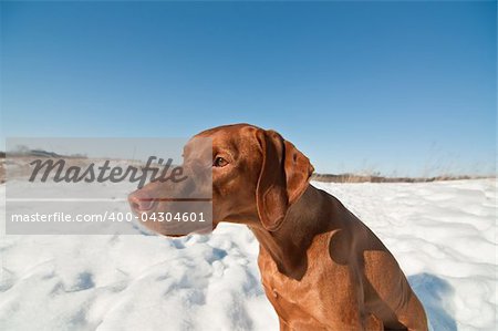 A Vizsla dog (Hungarian pointer) sits in a snowy field in winter.