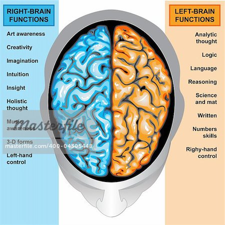 Illustration body part,human brain left and right functions