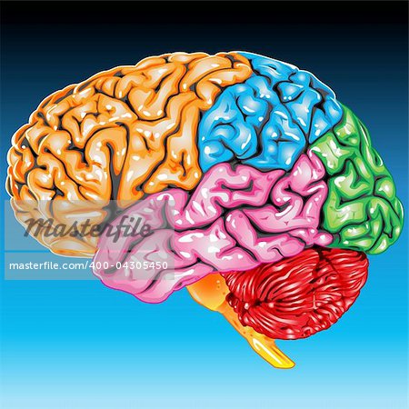 Illustration body part vector, human brain lateral view