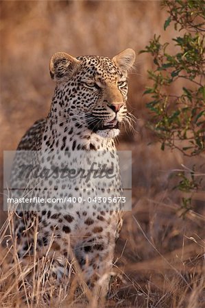 Leopard (Panthera pardus) standing alert in savannah in nature reserve in South Africa