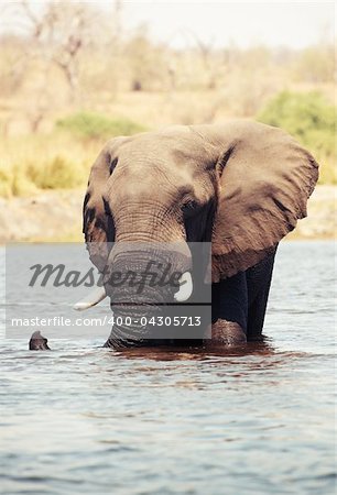 Large African elephants (Loxodonta Africana) walking through the river in Botswana