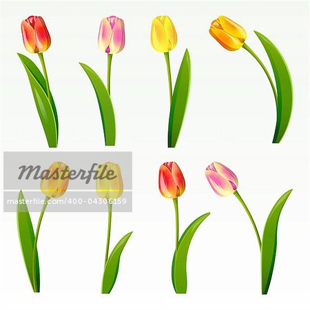 Set from eight tulips on a white background