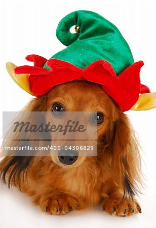 dachshund wearing cute elf hat looking at viewer with reflection on white background