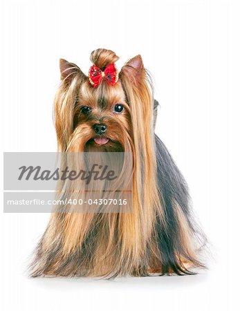 Yorkshire Terrier in show coat. Isolated on a white background