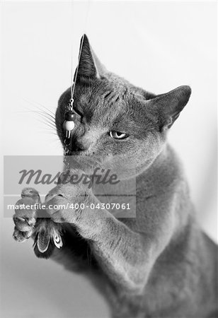 Portrait of a Russian Blue Cat playing, studio shot, white background