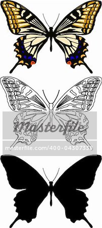 Illustration butterfly in vector.