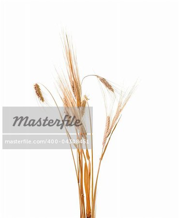 wheat plant isolated on white background representing agriculture concept