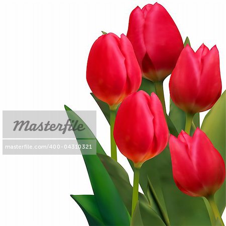 Beautiful red tulips card template. EPS 8 vector file included