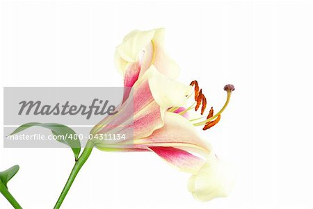 Red lily isolated on a white