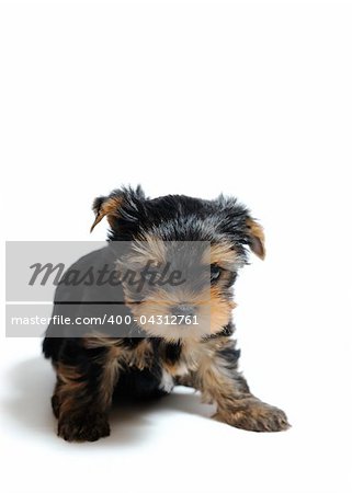 Cute pretty Yorkshire terrier puppy dog sitting. isolated on white background