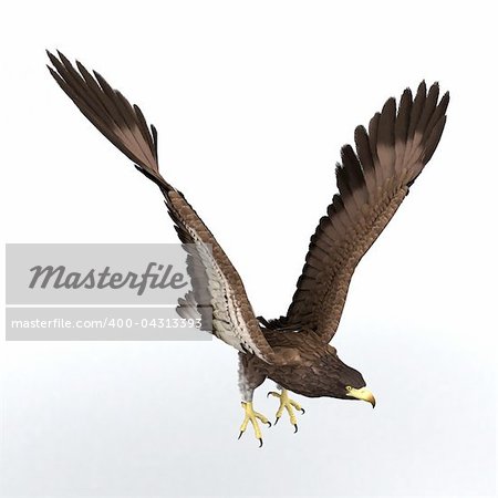 beautifully illustrated eagle who spreads his wings