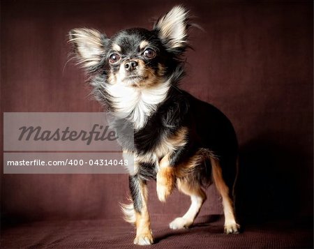 Long-hair Chihuahua dog close up on dark brown background