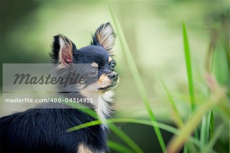 Long-hair Chihuahua dog standing on wooden bridge near pond