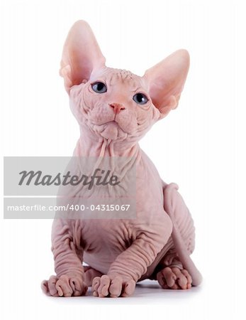 The Canadian sphynx on a white background