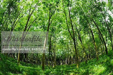 Fish eye view landscape of rubber trees