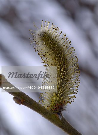 The Flower of pussy willow on dark background