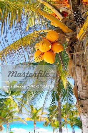 coconut palm trees in  Caribbean tropical beach