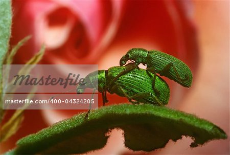 two insects couple on the leaf