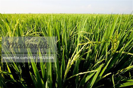 Paddy field close up in asia country.