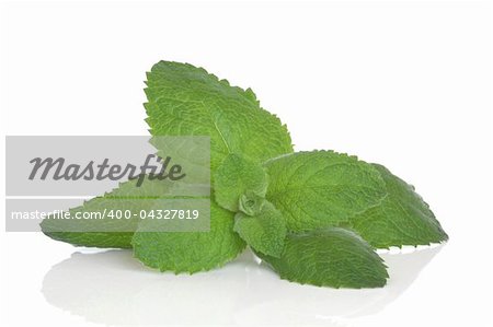 Lemon balm herb leaf sprig, isolated over white background.   Melissa officinalis. Selective focus.